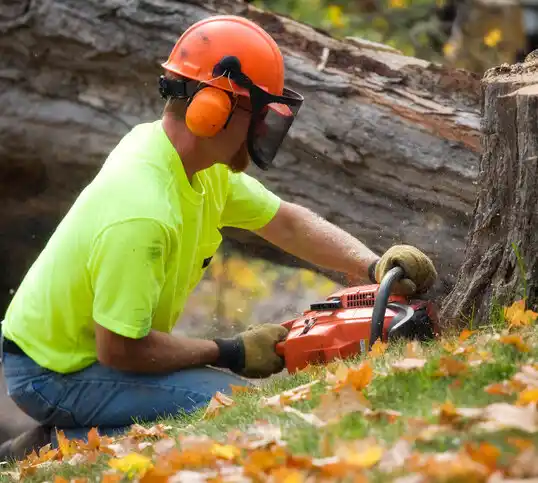 tree services Fair Lawn